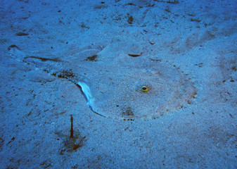 Scuba Diving Malta Gozo Comino