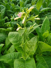 Young tobacco plants green leaf natural growing in field, Nepal.