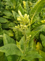 Young tobacco plants green leaf natural growing in field, Nepal.