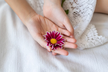 Close up view of a beautiful purple daisy flower in a little girl hands on a defocused white background