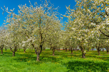 Naklejka premium Landscape with flowering fruit trees near Ortenberg