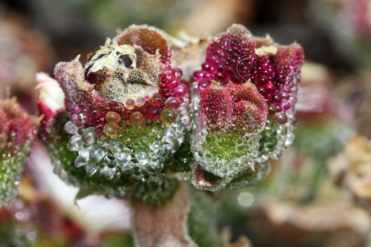 KRISTALLMITTAGSBLUME