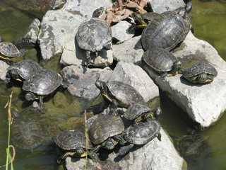 turtles on the stone