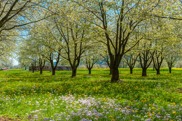 Fototapeta premium Landscape with flowering fruit trees near Ortenberg