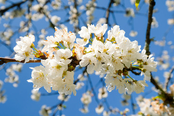 fleurs de cerisier au début du printemps