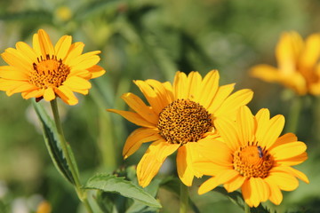 Medicinal plants . Yellow Echinacea Flowers.  Health. Immunity. Natural floral background. Hd wallpaper flowers nature wallpapers for desktop backgrounds.