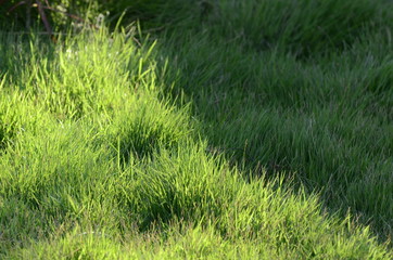 sunlight on grass field floor .nature art background