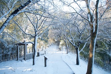 雪