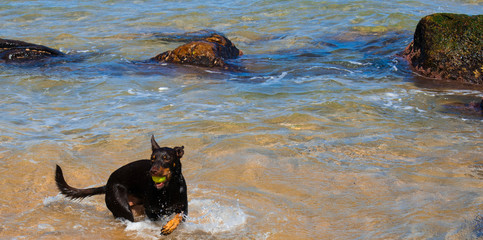 Beach Dog Water