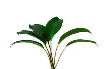 Fototapeta premium tropical green leaf isolated on white background for design elements, summer background
