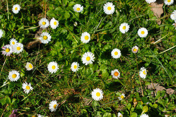 Champs de pâquerettes au printemps