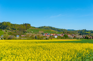 Fototapeta na wymiar Landscape with rape field near Ortenberg