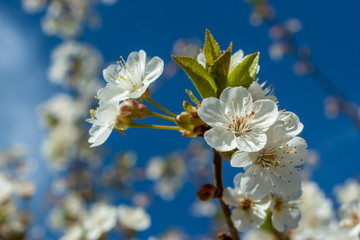 Beautiful white cherry blossoms on a branch in early spring.