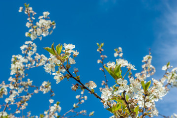 Beautiful white cherry blossoms on a branch in early spring.