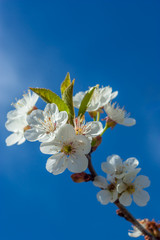 Beautiful white cherry blossoms on a branch in early spring.