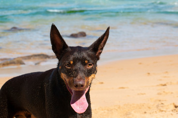 dog on the beach