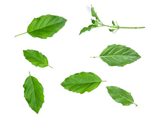 holy basil leaf isolated on white background