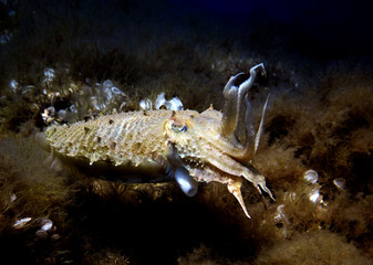 Scuba Diving Malta Gozo Comino