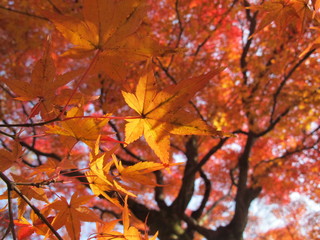 Close up orange maple leaf in garden