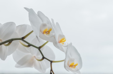 Close-up with blur effect on white orchid flowers on a light background. Beautiful Nature and the world