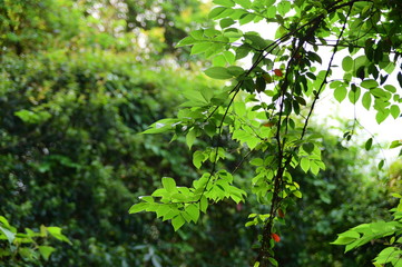 Close-Up Of Leaves Against Blurred Background.