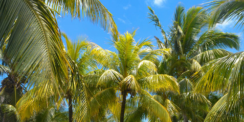 Palm trees under the blue sky on a tropical island