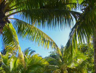 Fototapeta premium Palm trees under the blue sky on a tropical island