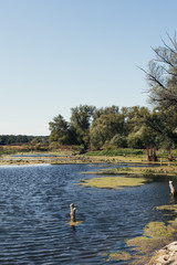swampy area in the riverbed of the city. concept: protecting the environment from pollutants and...