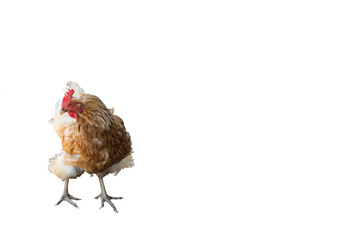 Isolate on a white background. Chicken with a red scallop in a beautiful plumage in brown tones..