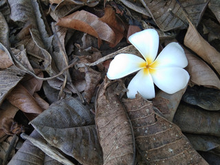 frangipani flower on a wooden surface, 1 White flowers that fall on dry leaves that accumulate in the backyard, Image of white flower fall on brown leaves, Plumeria on brown leaves.