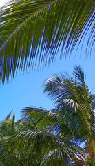 Palm trees under the blue sky on a tropical island
