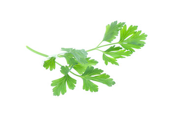 Parsley herb isolated on white background