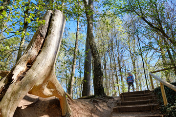 Beautiful sunny scenery in springtime forest with tree stump and rear view of child walking up the stairs of a footpath. Seen in Germany in April.