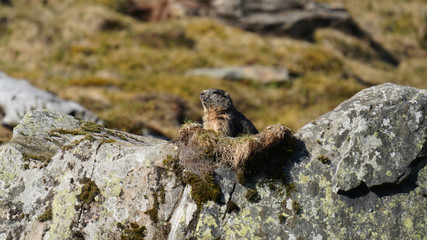 a marmot to his cave in the mountains 