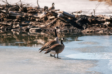 Canadian goose at a small piece of water in the winter of canada