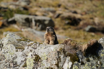 a marmot to his cave in the mountains 