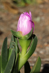 Mittagsblume carpobrotus edulis