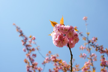 branche d'un cerisier japonais en fleurs au printemps
