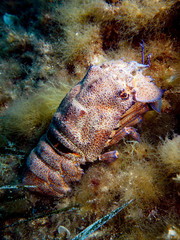 Scuba Diving Malta Gozo Comino