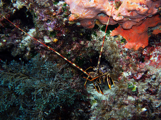 Scuba Diving Malta Gozo Comino