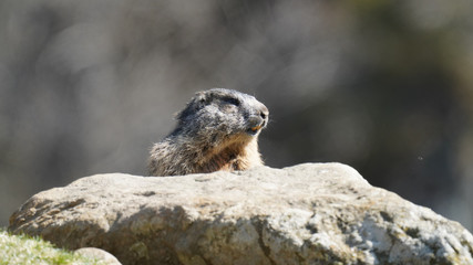 a marmot to his cave in the mountains 