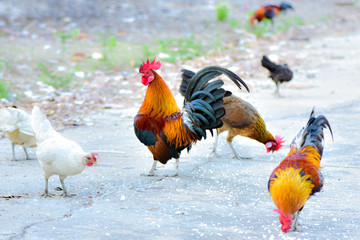 cock on the farm with evening sunshine 