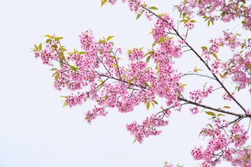 Beautiful cherry blossom or sakura in spring time over  sky