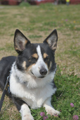 野原で休憩中の黒いコーギー（撮影者の飼い犬）