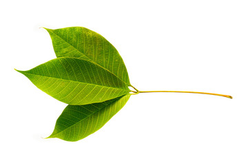 Rubber tree leaf isolated on white background.