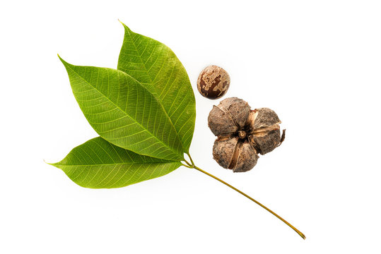 Rubber seeds and rubber leaves isolated on white background.
