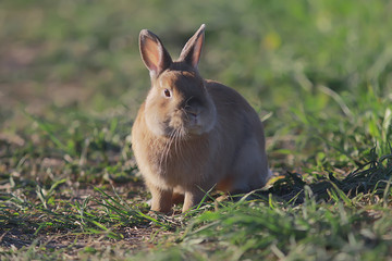 spring rabbit in a green field, easter symbol, beautiful april easter background