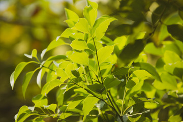 Fototapeta na wymiar Young Leaf of Cinnamomum camphora tree