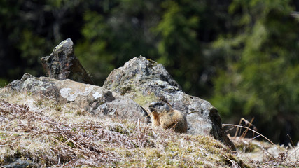 a marmot to his cave in the mountains 