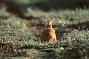 spring rabbit in a green field, easter symbol, beautiful april easter background